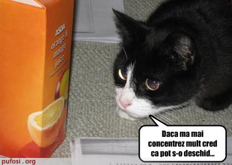 poze-amuzante-poza-amuzanta-pisica-se-concentreaza-pentru-a-deschide-o-cutie-de-suc