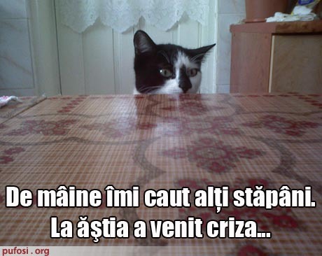 poze-amuzante-poza-amuzanta-pisica-se-oftica-ca-nu-mai-primeste-de-mancare-si-vrea-sa-isi-caute-alti
