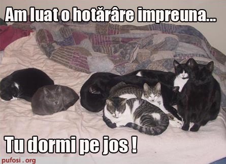 poze-amuzante-poza-amuzanta-pisicile-dorm-pe-pat-iar-stapanul-va-dormi-pe-jos