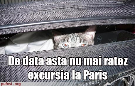 pisica-excursie-paris