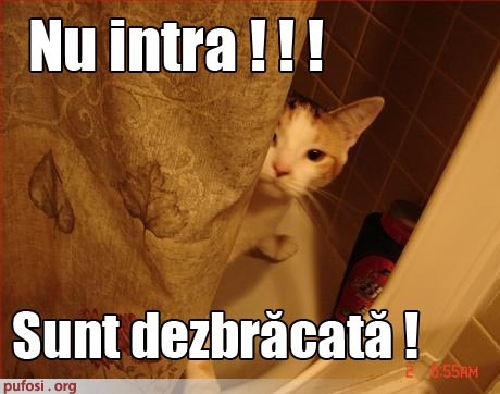 pisica-la-dus