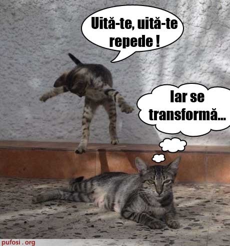 pisica-se-transforma