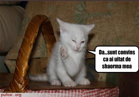 poza-amuzanta-poze-amuzante-motanul-este-sarcastic