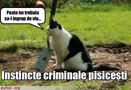 poza-amuzanta-poze-amuzante-pisica-criminala-ingroapa