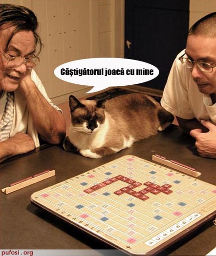 poza-amuzanta-poze-amuzante-pisica-joaca-scrabble