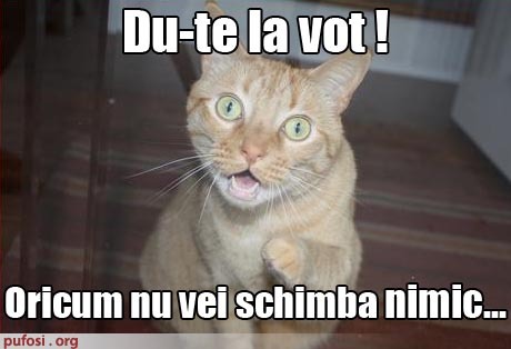poza-amuzanta-poze-amuzante-pisica-te-indeamna-sa-votezi