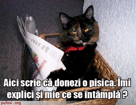 poze-amuzante-poza-amuzanta-pisica-este-nemultumita-de-faptul-ca-stapanii-vor-sa-o-vanda