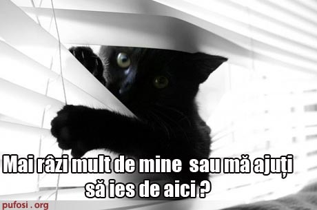 poze-amuzante-poza-amuzanta-pisica-s-a-blocat-in-jaluzea