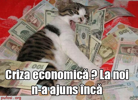pisica-criza-economica-poza-amuzanta