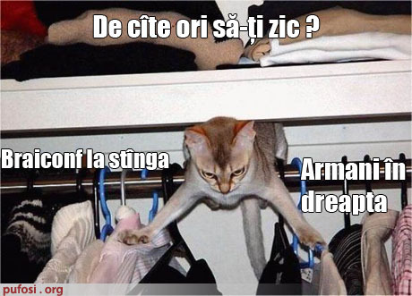 pisica-sorteaza-camasile