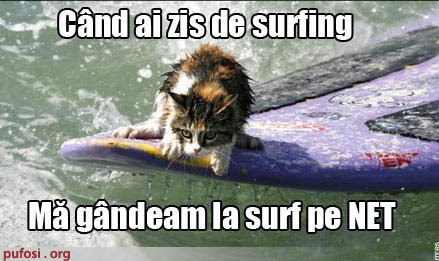 pisica-surf