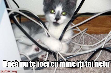 pisica-taie-netu