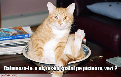 poze-amuzante-pisica-curata-pe-picioare