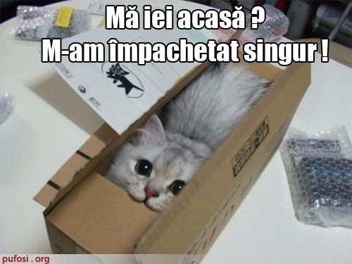 poze-amuzante-pisica-vrea-sa-fie-adoptata