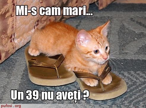 poze-amuzante-poza-amuzanta-pisica-cere-alta-pereche-de-slapi-pentru-ca-cei-pe-care-ii-probeaza-nu-i