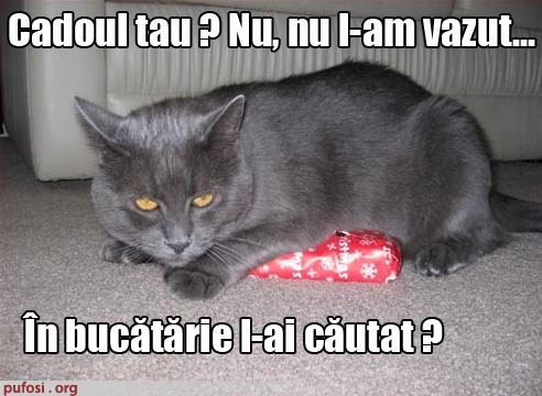 poze-amuzante-poza-amuzanta-pisica-este-naiva-si-incearca-sa-isi-pacaleasca-stapanul