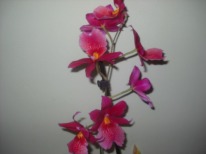 Burrageara nelly isler-17.11 2011 - Orhideea - Phalaenopsis-Cambria