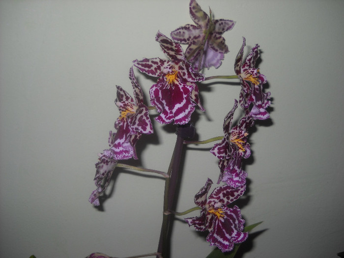 17. 11.2011 - Orhideea - Phalaenopsis-Cambria