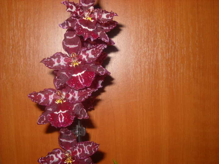 15.11.011- am inflorit - Orhideea - Phalaenopsis-Cambria
