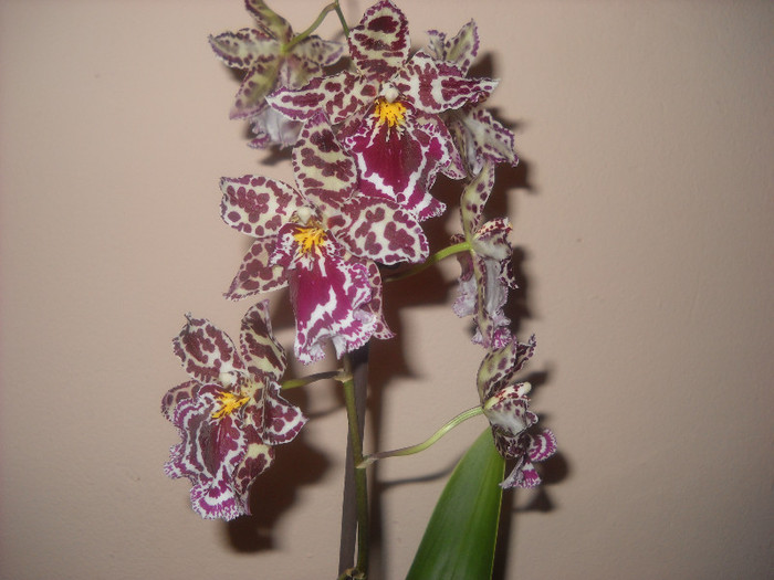 17.noiemb.2011 am  inflorit - Orhideea - Phalaenopsis-Cambria
