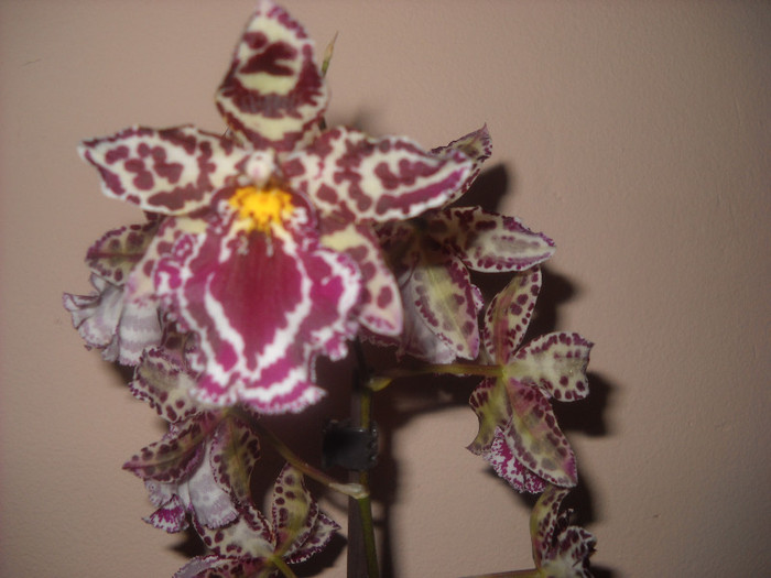 17 noiemb .2011 - Orhideea - Phalaenopsis-Cambria