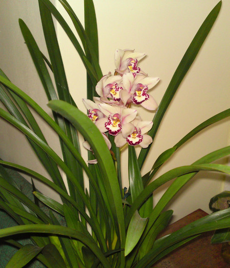  - Cymbidium