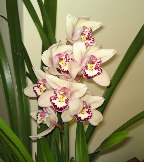  - Cymbidium