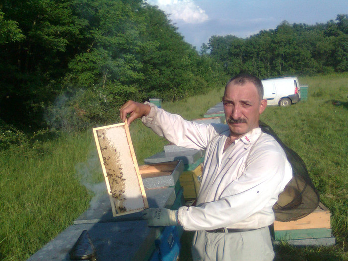 Aurica 087; Am scos o miere de calitate si destul de multa, - peste 15 kg pe familie.
