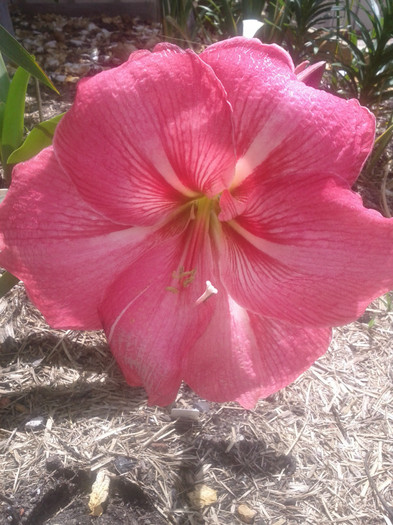 Pink Panthere 18.11.11