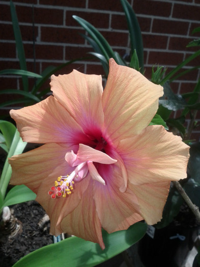  - Hibiscus 2011-2012