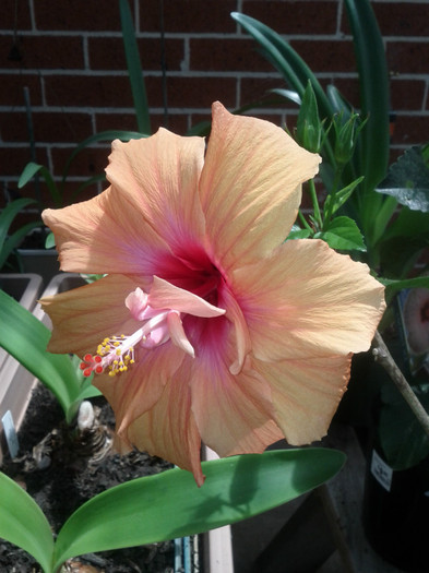  - Hibiscus 2011-2012