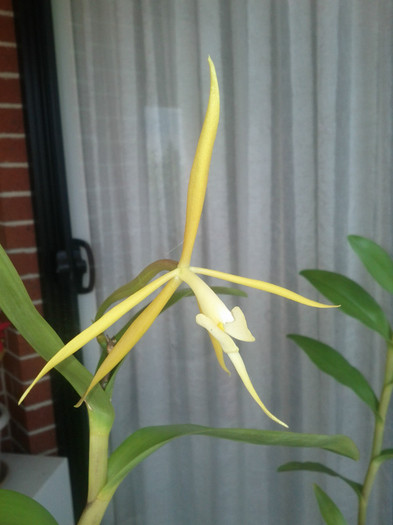 17.11.11 - Epidendrum Nocturnum