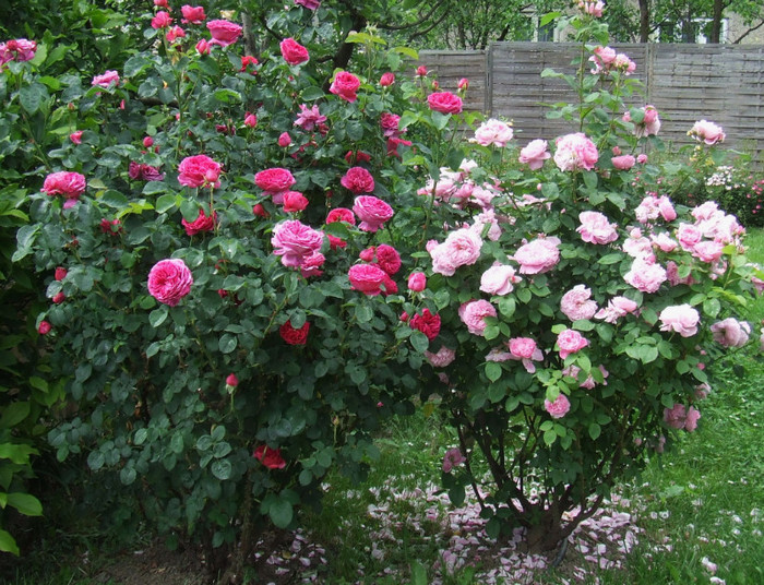 mary rose - Trandafiri