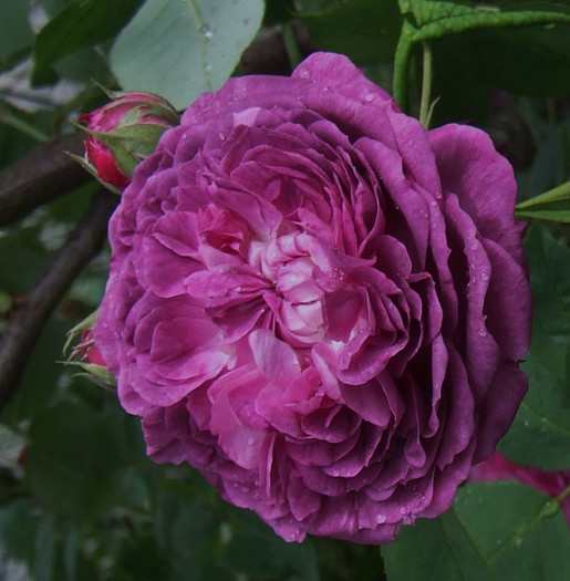 reine de violettes - Trandafiri