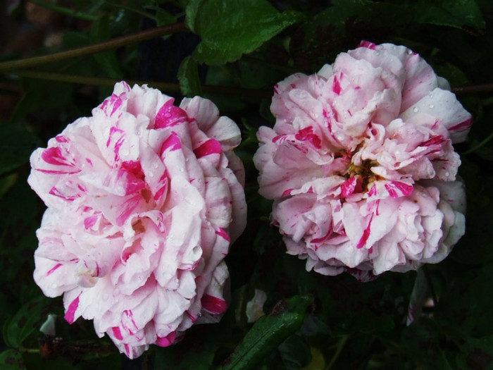 variegata di b (4) - Trandafiri
