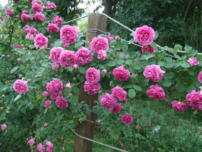 DSCF2244 - Trandafiri