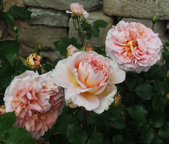 abraham darby (9) - Trandafiri