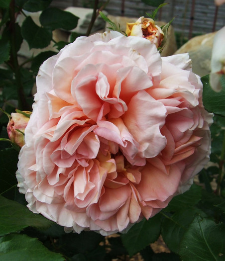 abraham darby (10) - Trandafiri