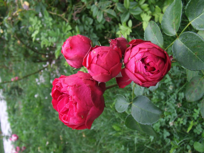alexandra rose - Trandafiri