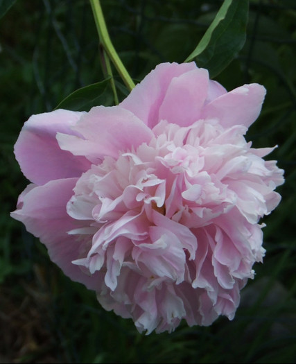 DSCF1180