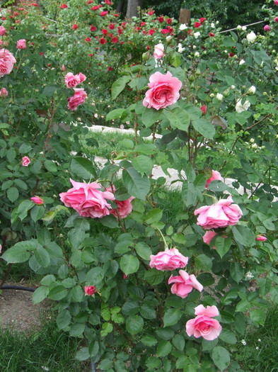DSCF2188