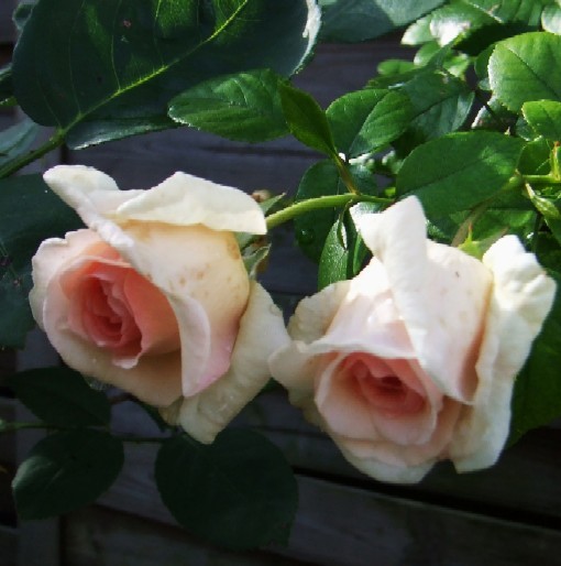 DSCF5124
