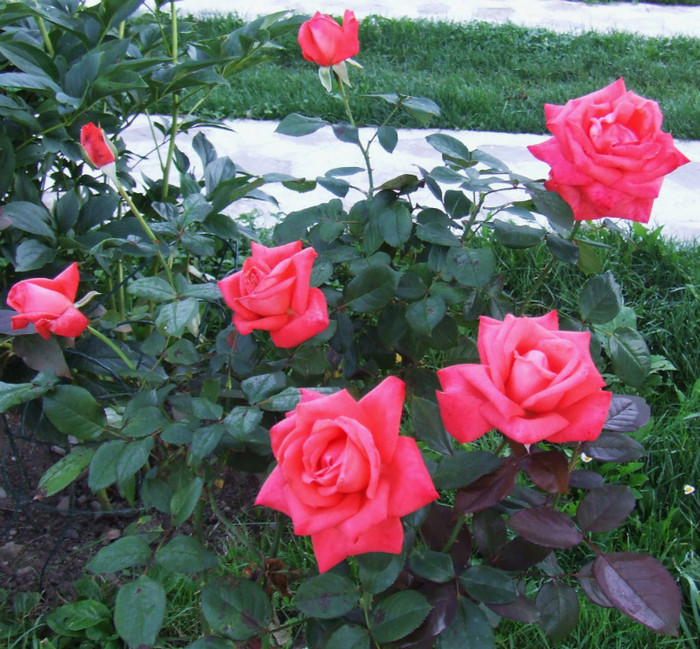 DSCF6403
