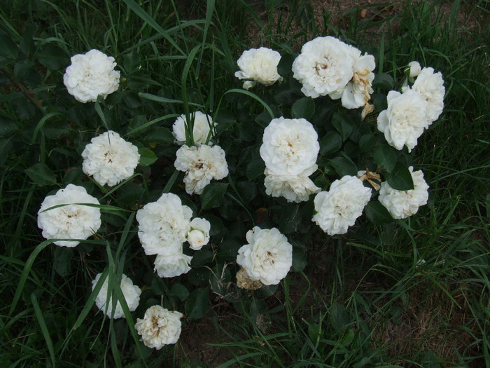 DSCF6425 - Trandafiri
