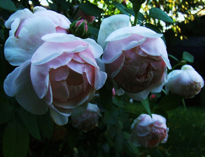 DSCF6625 - Trandafiri