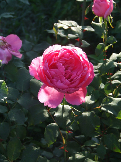 DSCF6724 - Trandafiri