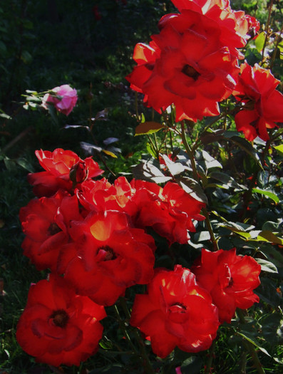 DSCF6741 - Trandafiri