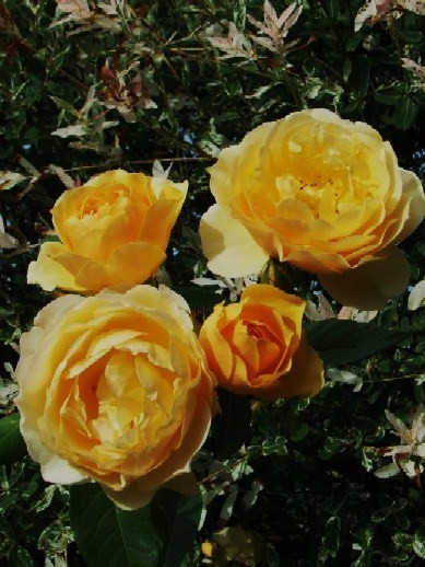 graham thomas (5)