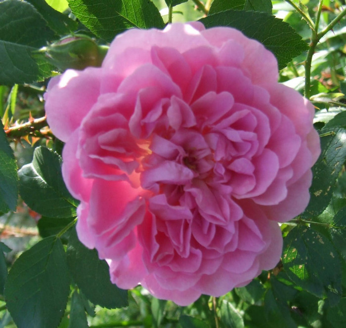 harlow carr - Trandafiri