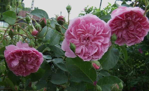 harlow carr (5) - Trandafiri